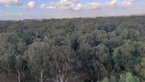   Help us save Sirkin Forest BEFOR December 2023