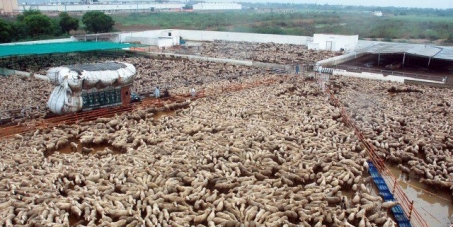 Abby Martin:  talk about factory farming on your show.