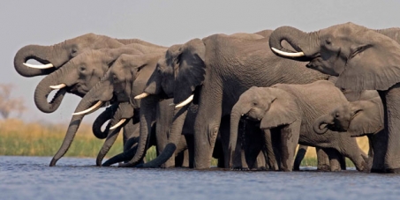 President Ian Khama: Save Botswana's Elephants from Fracking