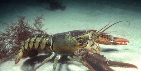 To extend Animal Welfare Legislation to Protect Lobsters, Crabs and other Crustaceans