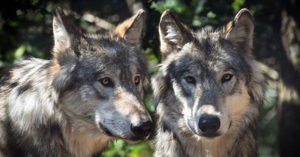 der Wolf soll auch im Allgäu geschützt bleiben