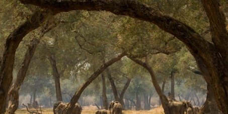 Stop Destructive Developments at Mana Pools