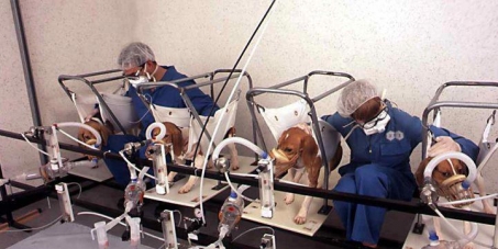 Stop your cruel and deadly experiments on animals!