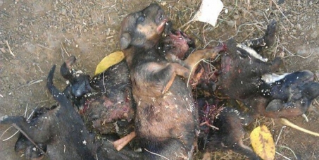 Demand action is taken against Children who tortured and murdered nine puppies