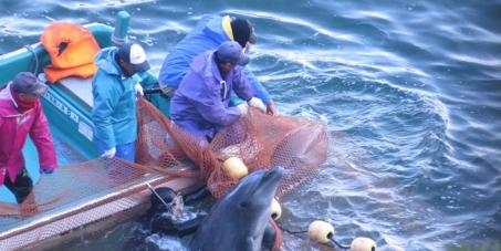 City of Shrine / Broome Western Australia: Publicly and vocally renounce your "sisterhood" with the City of Taiji, JP