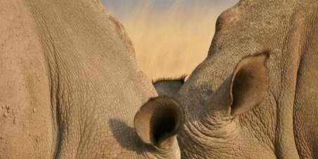 Protect the rhino population of South Africa by keeping awaiting trial poachers in prison