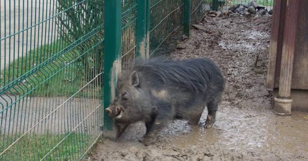 Sauvons Hector, le cochon du parc animalier d'Athus!