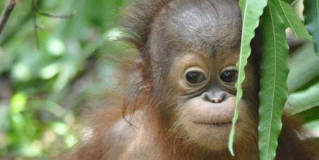 Woolies, please reconsider your palm oil policy!