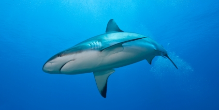 Canada, It's Time to Ban the Shark Fin Trade!