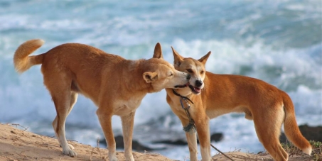 Australian Government: SAVE OUR DINGOES FROM EXTINCTION..RE-CLASSIFY AS AN ENDANGERED SPECIES