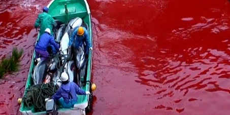 Tell WAZA to stop participating in Dolphin massacre at Taiji Japan