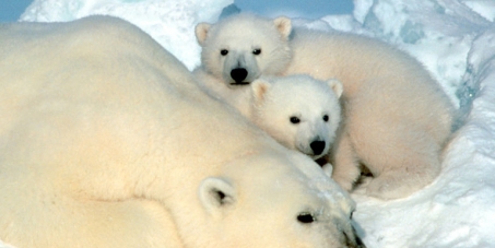 Stoppons la chasse à l'ours polaire