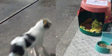 Eu quero a aprovação do Cãosópolis pela Prefeitura Municipal de Teresópolis