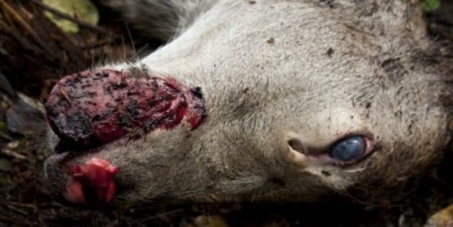 Stop Aerially Poisoning Animals in New Zealand