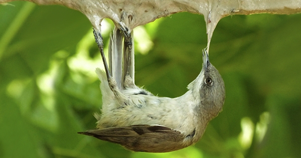 Put an end to the illegal massacre of songbirds in France