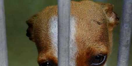 Urgent - IRAN - Police are taking away PET DOGS from OWNERS