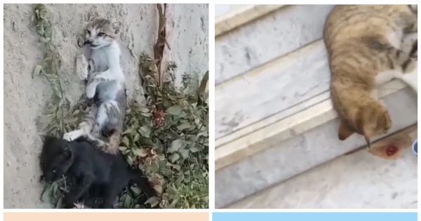 Government, community.: STOP ANIMAL POISONING IN KUWAIT