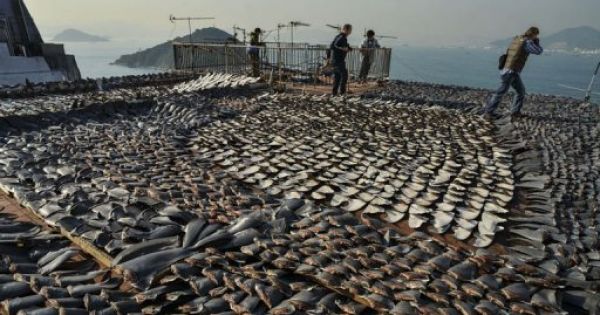 Donald J.Trump: Stop the shark fin trade!