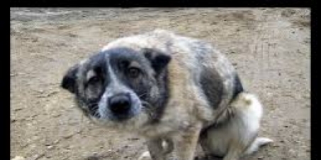 GREECE STOP THE EXECUTION OF STRAY ANIMALS NOW!!!