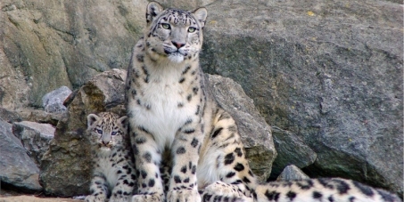 Rescue the Snow Leopard!