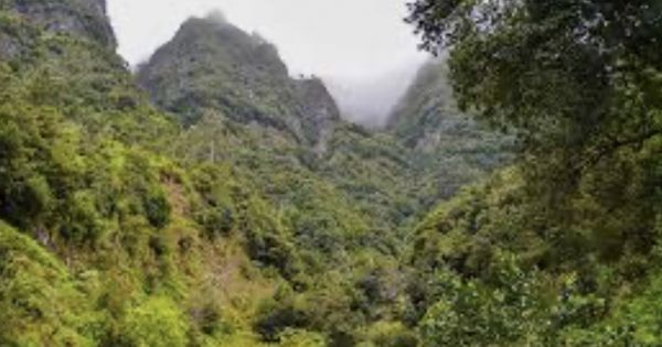 Save the Laurissilva Forest in Madeira from Unnecessary Construction   