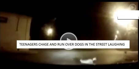 DOGS KILLED BY LAUGHING TEENAGERS IN A CAR, ON PURPOSE, THEY SHOULD BE HELD RESPONSIBLE