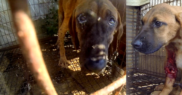 Canton of Zürich: Tell Friendship City, Seoul, Korea, that you oppose the torture of dogs!