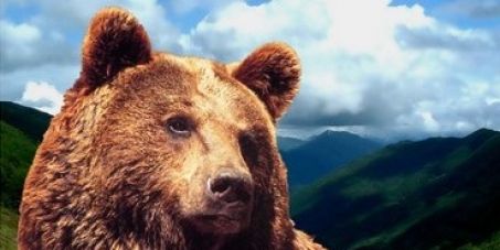 We want bears in the Pyrenees !