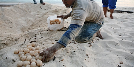 Save the Sea Turtles of Sangalaki! 