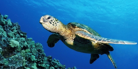 SAVE MALAYSIA'S SEA TURTLES