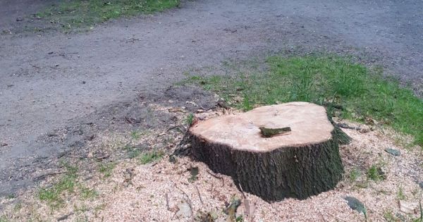 Baumschutz Hamm / Westfalen: 6-Punkte Programm