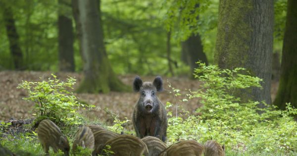 GS van Noord-Brabant: Geen 'drukjacht' op wilde zwijnen!