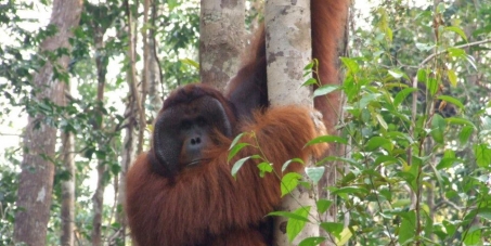 Stop the Oil for Ape scandal in Borneo