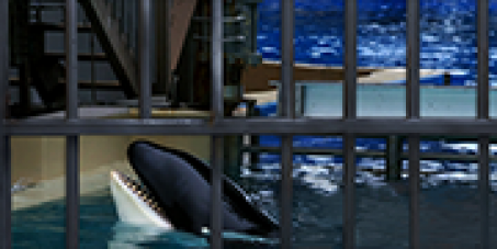 Macy's: Deny SeaWorld's Float in the Macy's Thanksgiving Day Parade
