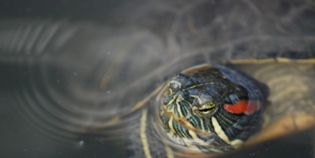 Interdisez la vente des tortues de Floride dans les pays européens