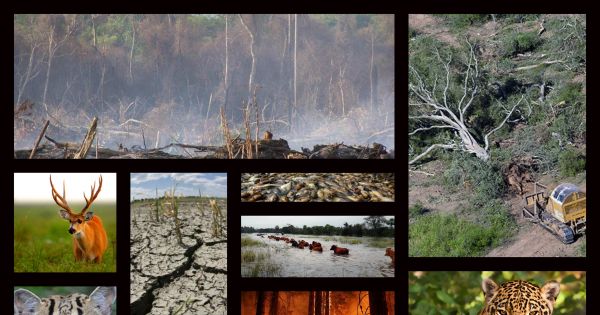 FRENAR LA DEFORESTACIÓN : Nacionalizar los Bosques Vírgenes Argentinos 