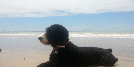 Habilitar zonas de playa para perros en Barcelona
