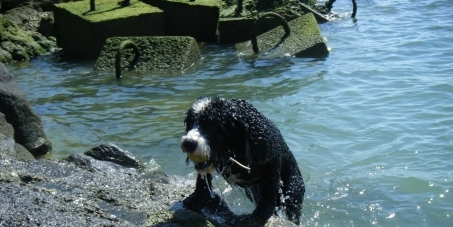 Queremos que habiliten zonas en las playas de Benicásim para nuestros perros