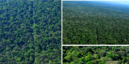 Proteja o Parque Nacional do Iguaçu e as Unidades de Conservação brasileiras