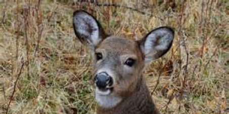 RBG CEO- Mark Runciman: Stop the deer hunt