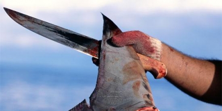 Stop the creation of a company dried shark fins in Arico, Tenerife