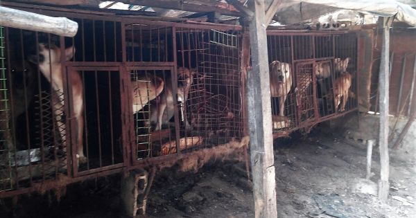 Jinju, South Korea, Shut down the illegal dog farms!