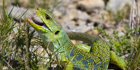 SAUVONS LE LEZARD OCELLE DE LA VALLEE DE L'ESTERON !