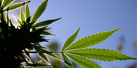 End Cannabis Prohibition