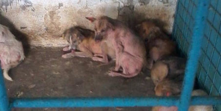 Councillor Hazel Noonan: This is how Galati, Romania treats dogs - Coventry's twin town.