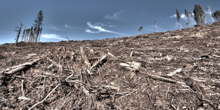 Stop Clearcut Logging in West Bragg Creek - Kananaskis Country