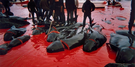 Stop the tradional slaughter of dolphins!