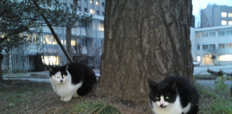 To University of Fukui: Stop starving the cats who live on campus. 福井大学に対する嘆願書:キャンパス内の猫を飢えさせるのは止めてください！