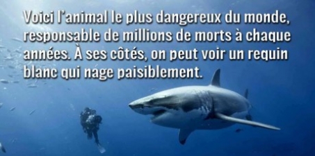 George Pau-Langevin , ministre des Outre-mer: Stop à la traque au requin !