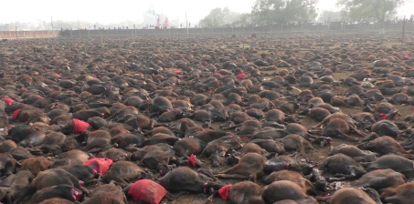 To the Nepalese Goverment, Prime Minister, Minister for Home Affairs:: We call on you to stop massive buffalo ritual mas